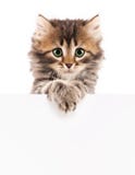 Gattino con lo spazio in bianco fotografie stock Gattino con lo spazio in bianco fotografie stock