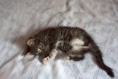 Gattino grazioso che si trova sulla coperta bianca fotografia stock Gattino grazioso che si trova sulla coperta bianca fotografia stock