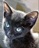 Gattino nero dolce fotografie stock Gattino nero dolce fotografie stock
