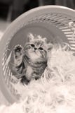 Gattino sveglio che dice ciao, zampa su Fotografia Stock Libera da Diritti Gattino sveglio che dice ciao, zampa su Fotografia Stock Libera da Diritti