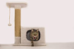 Gatto affascinante dalla casa immagine stock Gatto affascinante dalla casa immagine stock