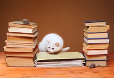 Gatto bianco che esamina il topo della peluche Immagine Stock Libera da Diritti Gatto bianco che esamina il topo della peluche Immagine Stock Libera da Diritti