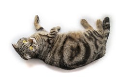 Gatto britannico di Shorthair del soriano d'argento nero bello che stabilisce attaccatura sopra il bordo isolato su fondo bianco fotografia stock libera da diritti Gatto britannico di Shorthair del soriano d'argento nero bello che stabilisce attaccatura sopra il bordo isolato su fondo bianco fotografia stock libera da diritti