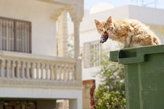 Gatto che mangia i pesci da una latta di immondizia fotografia stock Gatto che mangia i pesci da una latta di immondizia fotografia stock