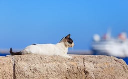 Gatto che si siede in parete di muratura di pietra antica che recinta al porto di Rodi Fotografia Stock Libera da Diritti Gatto che si siede in parete di muratura di pietra antica che recinta al porto di Rodi Fotografia Stock Libera da Diritti