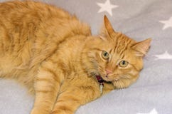 Gatto che si trova su una coperta grigia con le stelle bianche con un'espressione triste sul suo fronte, perch? ha una zampa molt fotografia stock Gatto che si trova su una coperta grigia con le stelle bianche con un'espressione triste sul suo fronte, perch? ha una zampa molt fotografia stock