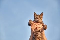 Gatto contrariato a disposizione Gatto sveglio Gatto della tenuta della ragazza in lei armi fotografia stock Gatto contrariato a disposizione Gatto sveglio Gatto della tenuta della ragazza in lei armi fotografia stock