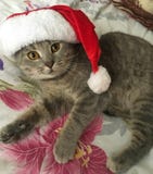 Gatto in costume fotografie stock libere da diritti Gatto in costume fotografie stock libere da diritti
