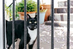 Gatto curioso immagine stock libera da diritti Gatto curioso immagine stock libera da diritti