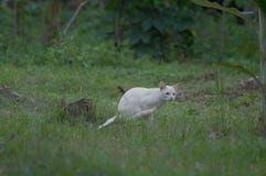 Gatto da solo bianco che bighellona nelle erbe fotografia stock Gatto da solo bianco che bighellona nelle erbe fotografia stock