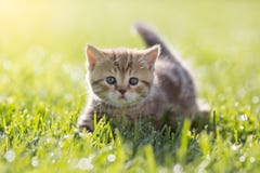 Gatto del bambino in erba verde immagine stock libera da diritti Gatto del bambino in erba verde immagine stock libera da diritti