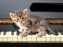 Gatto del piano r Fotografia Stock Gatto del piano r Fotografia Stock