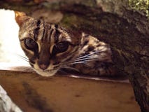 Gatto di leopardo di Palawan, heaney di bengalensis di Prionailurus, dà una occhiata a tramite l'imbracatura immagine stock libera da diritti Gatto di leopardo di Palawan, heaney di bengalensis di Prionailurus, dà una occhiata a tramite l'imbracatura immagine stock libera da diritti