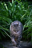Gatto di soriano che cammina nel giardino fotografie stock Gatto di soriano che cammina nel giardino fotografie stock