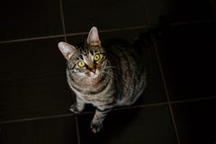 Gatto domestico con gli occhi gialli fotografia stock libera da diritti Gatto domestico con gli occhi gialli fotografia stock libera da diritti