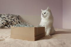 Gatto domestico lanuginoso che si siede nella camera da letto fotografia stock libera da diritti Gatto domestico lanuginoso che si siede nella camera da letto fotografia stock libera da diritti