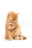 Gatto giallo tailandese Fotografie Stock Libere da Diritti Gatto giallo tailandese Fotografie Stock Libere da Diritti