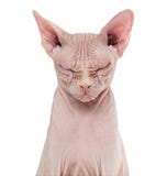 Gatto glabro di Sphynx, 4 anni fotografia stock libera da diritti Gatto glabro di Sphynx, 4 anni fotografia stock libera da diritti