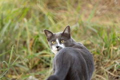 Gatto grigio, osservante indietro il campo con erba alta immagini stock libere da diritti Gatto grigio, osservante indietro il campo con erba alta immagini stock libere da diritti
