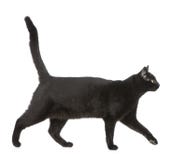 Gatto nero