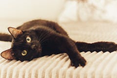 Gatto nero che si trova sulla copertura grigia della pelliccia sul letto fotografia stock Gatto nero che si trova sulla copertura grigia della pelliccia sul letto fotografia stock