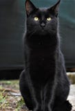 Gatto nero della foto della tigre del gatto fotografie stock libere da diritti Gatto nero della foto della tigre del gatto fotografie stock libere da diritti