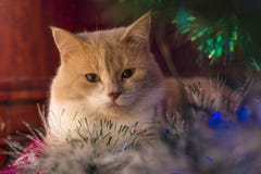 Gatto rosso che si trova sotto l'albero sul nuovo anno immagine stock Gatto rosso che si trova sotto l'albero sul nuovo anno immagine stock