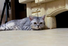 Gatto scozzese che si trova dal camino fotografia stock libera da diritti Gatto scozzese che si trova dal camino fotografia stock libera da diritti
