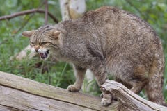 Gatto selvatico scozzese su un ceppo di albero fotografia stock libera da diritti Gatto selvatico scozzese su un ceppo di albero fotografia stock libera da diritti