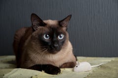 Gatto siamese che esamina la macchina fotografica fotografia stock Gatto siamese che esamina la macchina fotografica fotografia stock