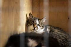 Gatto solo senza tetto triste, guardante fuori dalla gabbia dietro le barre nel riparo animale che aspetta qualcuno per adottarlo fotografia stock Gatto solo senza tetto triste, guardante fuori dalla gabbia dietro le barre nel riparo animale che aspetta qualcuno per adottarlo fotografia stock