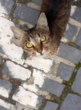 Gatto a strisce grigio che cerca sulla pavimentazione fotografia stock Gatto a strisce grigio che cerca sulla pavimentazione fotografia stock