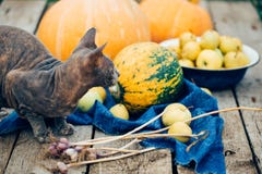 Gatto sveglio che sta sulle verdure rustiche della tavola fotografia stock libera da diritti Gatto sveglio che sta sulle verdure rustiche della tavola fotografia stock libera da diritti