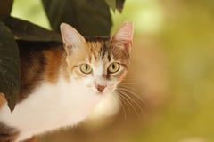 Gatto tricolore smarrito con breve pelliccia e sguardi fissi all'osservatore fotografie stock Gatto tricolore smarrito con breve pelliccia e sguardi fissi all'osservatore fotografie stock
