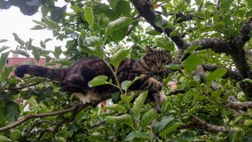 Gatto in un albero fotografia stock Gatto in un albero fotografia stock