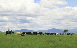 Gaucho herding cows near Salta, Argentina