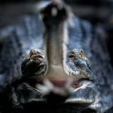 Gavial com maxilas abertas fotografia de stock royalty free Gavial com maxilas abertas fotografia de stock royalty free
