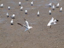 Gaviota imágenes de archivo libres de regalías Gaviota imágenes de archivo libres de regalías