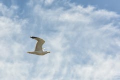 Gaviota común en vuelo con el cielo azul en el fondo imagen de archivo Gaviota común en vuelo con el cielo azul en el fondo imagen de archivo