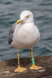 Gaviota del pájaro en el embarcadero foto de archivo libre de regalías Gaviota del pájaro en el embarcadero foto de archivo libre de regalías