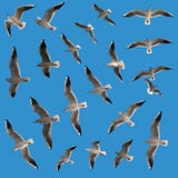 Gaviota fijada - pájaros Imagen de archivo libre de regalías Gaviota fijada - pájaros Imagen de archivo libre de regalías
