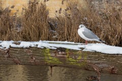 Gaviota que disfruta del baño en el sol en invierno fotos de archivo Gaviota que disfruta del baño en el sol en invierno fotos de archivo