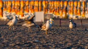 Gaviotas en la playa