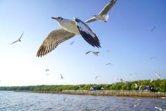 Gaviotas que vuelan como los aeroplanos foto de archivo Gaviotas que vuelan como los aeroplanos foto de archivo