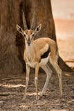 Gazelle de Thomson foto de archivo Gazelle de Thomson foto de archivo
