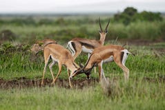 Gazelle du ` s de Grant - granti de Nanger photos libres de droits Gazelle du ` s de Grant - granti de Nanger photos libres de droits