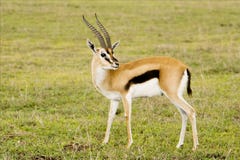 Gazelle royalty free stock photography Gazelle royalty free stock photography