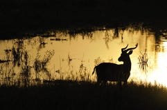 Gazellen-Rücklicht nahe Wasser bei Uganda stockfotos Gazellen-Rücklicht nahe Wasser bei Uganda stockfotos