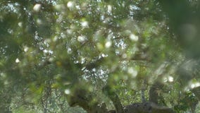 Gałązka oliwna z liścia zakończeniem Oliwni gaje i ogródy w M zdjęcie wideo Gałązka oliwna z liścia zakończeniem Oliwni gaje i ogródy w M zdjęcie wideo