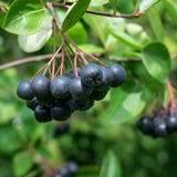 Gałąź wypełniająca z aronia jagodami Zdjęcie Royalty Free Gałąź wypełniająca z aronia jagodami Zdjęcie Royalty Free